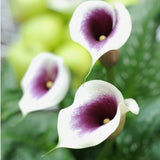 Bloembollen - Zomerbloeiers - Calla - Picasso - 5 stuks per tas - Knol - Snijbloem - Zantedeschia - Aronskelkfamile - Winterhard - Goede kwaliteit - Zantedeschia - Aronskelk - Mooie bloemen in je tuin