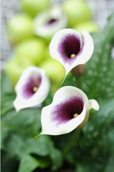 Bloembollen - Zomerbloeiers - Calla - Picasso - 5 stuks per tas - Knol - Snijbloem - Zantedeschia - Aronskelkfamile - Winterhard - Goede kwaliteit - Zantedeschia - Aronskelk - Mooie bloemen in je tuin