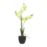 Kopu® Kunstbloem Orchidee 65 cm Groen met zwarte Schaal - Phalenopsis