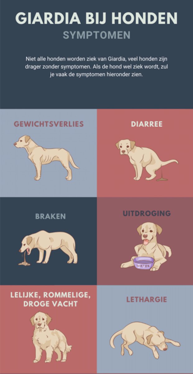 Giardia Ag Rapid Test - Snap Test