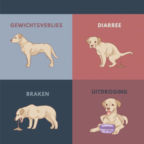 Giardia Ag Rapid Test - Snap Test