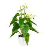 Kopu® 2 stuks Anthurium Wit Kunstplant 40 cm - Flamingoplant Wit