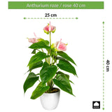 Kopu 2 Stuks Anthurium Roze Kunstplant 40 cm - Flamingoplant Roze