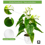 Kopu® 2 stuks Anthurium Wit Kunstplant 40 cm - Flamingoplant Wit