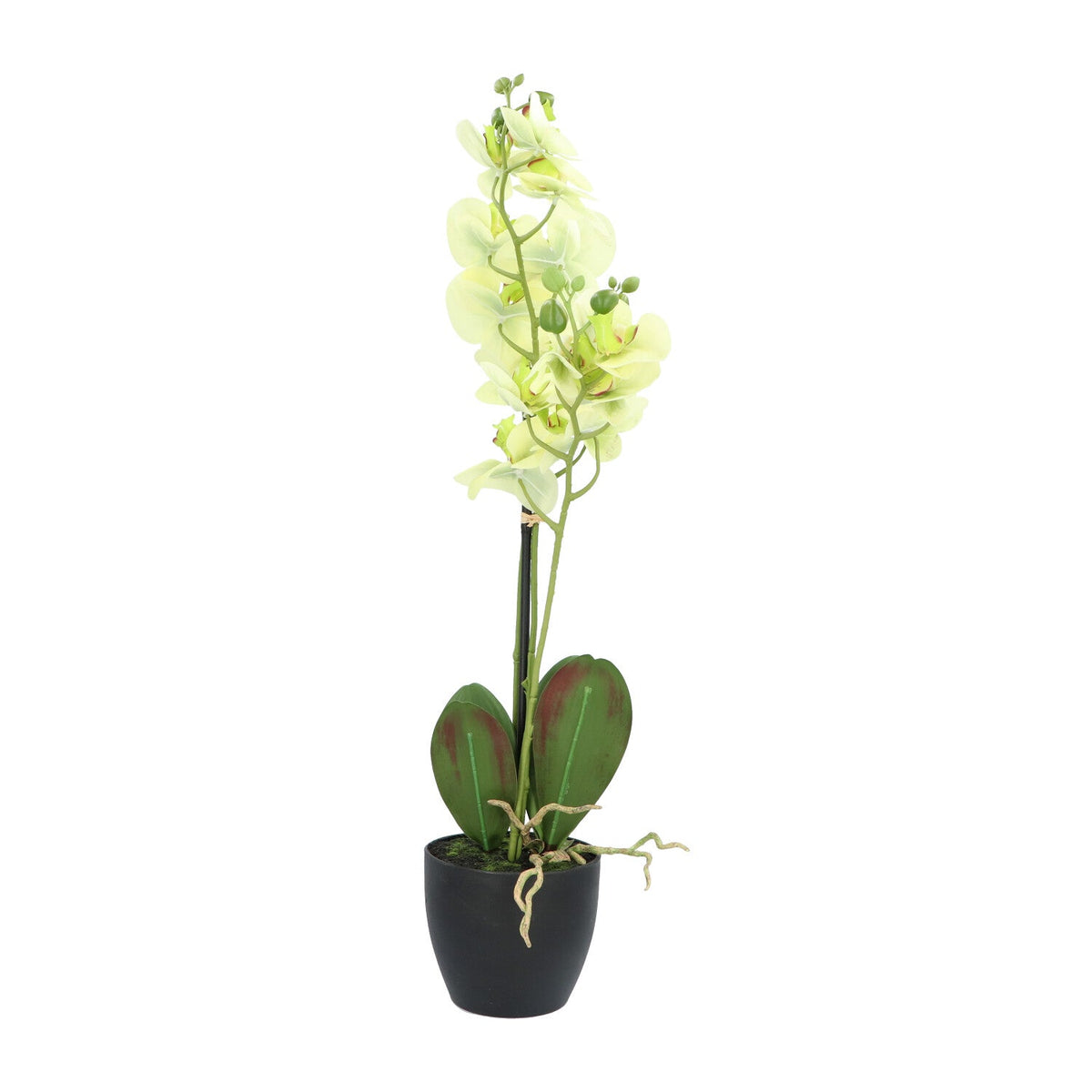 Kopu® Kunstbloem Orchidee 65 cm Groen met zwarte Schaal - Phalenopsis
