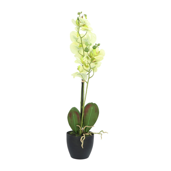Kopu® Kunstbloem Orchidee 65 cm Groen met zwarte Schaal - Phalenopsis