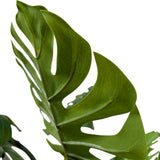 Kopu® Kunstplant Split Philodendron 90 cm - 8 bladeren - Nepplant