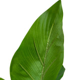 Kopu® Kunstplant Philodendron 130 cm - 12 grote bladeren