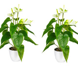 Kopu® 2 stuks Anthurium Wit Kunstplant 40 cm - Flamingoplant Wit