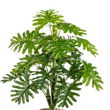 Kopu® kunstplant Monstera 50cm in Sierpot wit - 22 bladeren