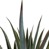 Kopu® Kunstplant Agave 80 cm in zwarte Pot - 2 stammen - Nepplant