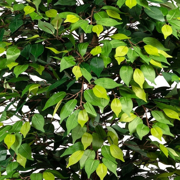 Kopu Kunstplant Ficus 180 cm - in pot - met Natuurstam