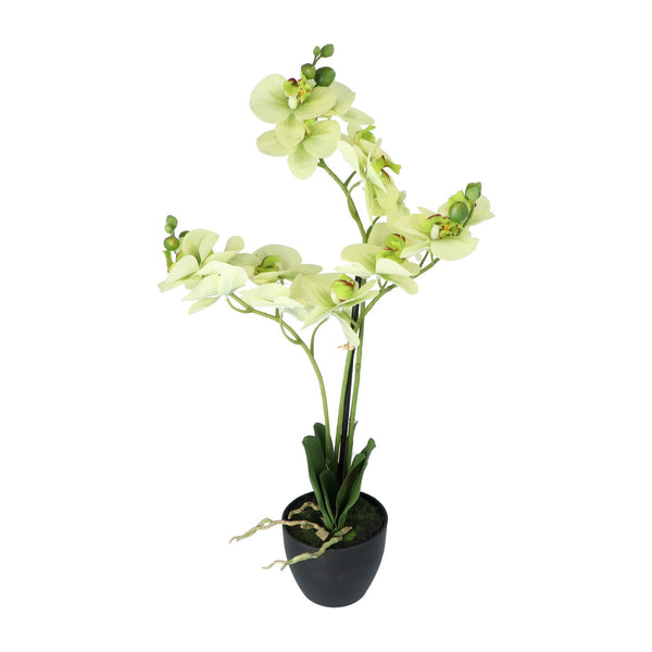 Kopu® Kunstbloem Orchidee 65 cm Groen met zwarte Schaal - Phalenopsis